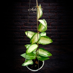 Peut inclure: Une plante de Hoya en pot avec des feuilles panachées vertes et blanches. La plante est suspendue par de fins fils contre un mur de briques sombres. Le texte "Aste 5" est visible dans la partie supérieure de l'image.