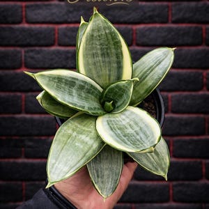 ebay agave Shop 'Agave mediopicta alba – White Striped Century Plant' Care and Info main image 1