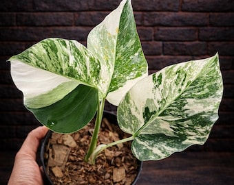 Könnte beinhalten: Eine Topf-Monstera-Pflanze mit großen, panaschierten Blättern in Grün- und Weißtönen. Die Pflanze steht in einem schwarzen Topf, der mit Erde und Holzspänen gefüllt ist. Der Text "Aston 15" befindet sich in der oberen rechten Ecke.