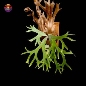 Platycerium Willinckii Sp East Java Rare Unique Ornamental Plant