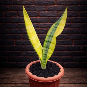 Sansevieria Aubrytiana - Etsy