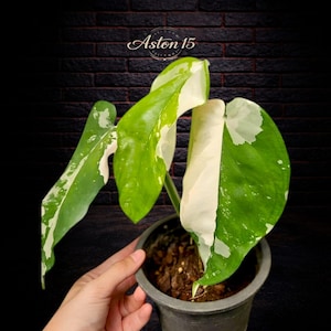May include: A potted Monstera plant with large, variegated leaves in shades of green and white. The plant is in a black pot, and the background is a dark brick wall. The text "Aston 15" is in the upper center.