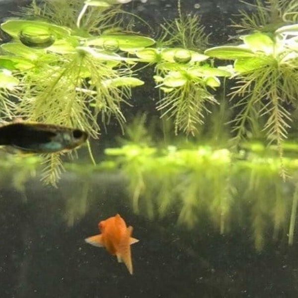 Floating Water Spangles, Common Salvinia, Salvinia rotundifolia minima, Aquatic plant, Aquarium plant