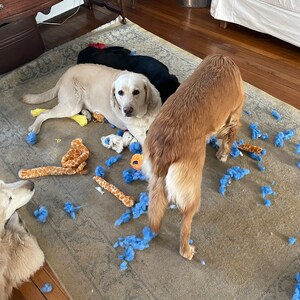 Gender Reveal Dog Toy (large) - Etsy