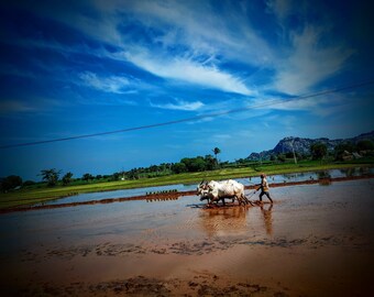 Agriculture land digital photography/ digital nature photography