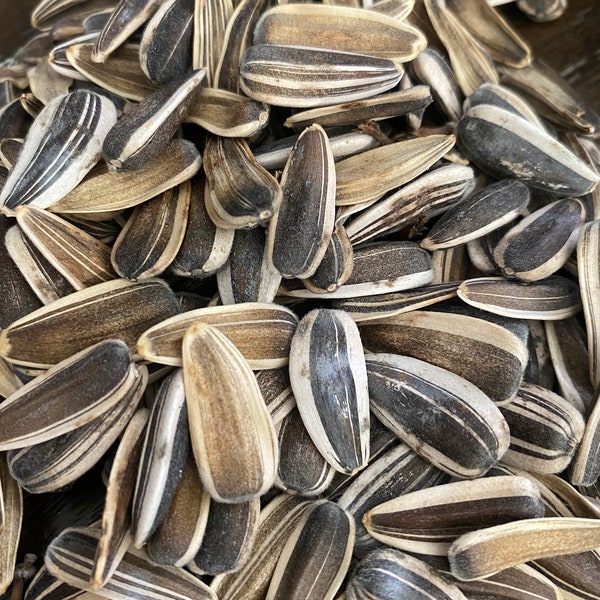 Mongolian Giant Yellow Sunflower Seeds