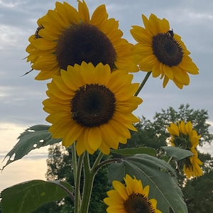 ヒロ杉山 sunflower#2 シルクスクリーン