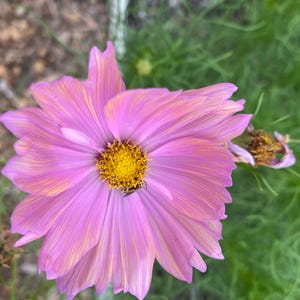 Apricotta Cosmos Flower Seeds