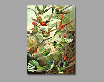Hummingbirds Vintage Art Print, Ernst Haeckel Canvas Wall Art