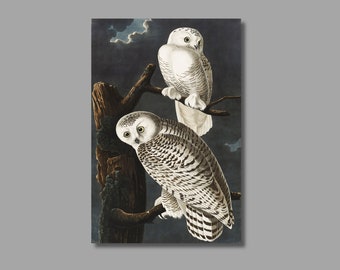 John James Audubon Snowy Owl Canvas Print, Vintage Animal Poster