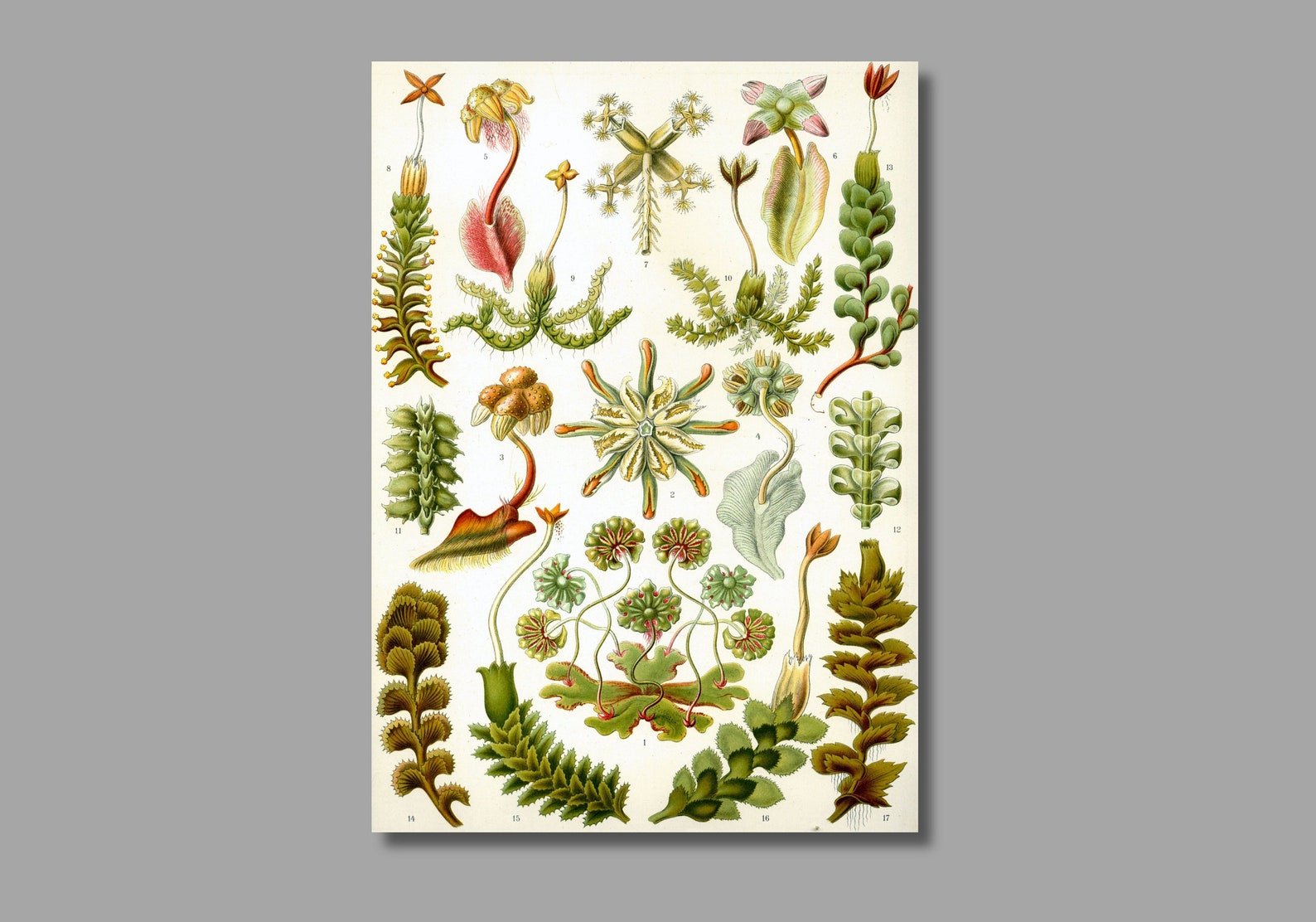 Ernst Haeckel Hepaticae Marchantia Art Print,kunstformen Der Natur