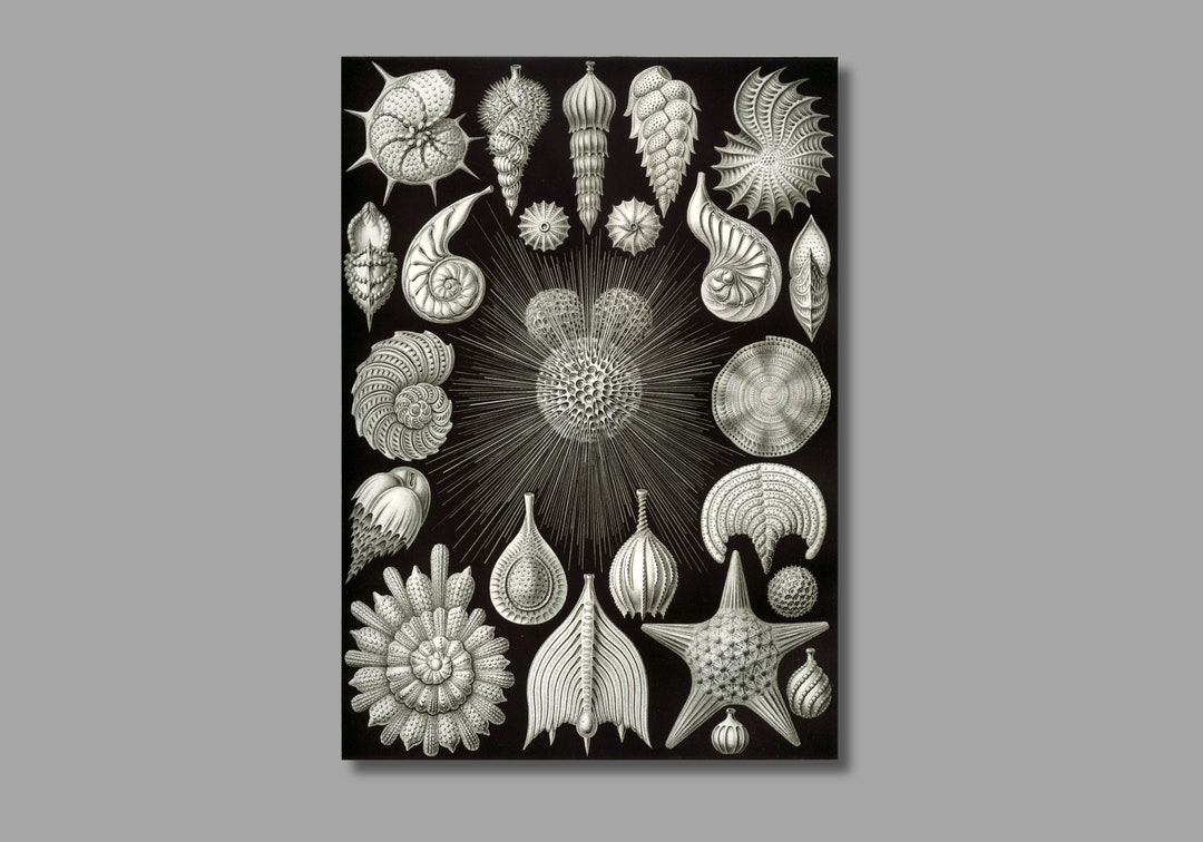 Ernst Haeckel Thalamphora Art Print,kunstformen Der Natur, Ernst