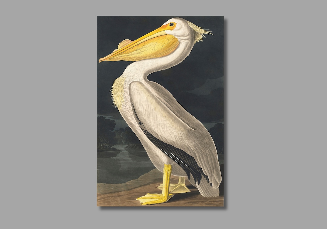 John James Audubon American White Pelican Art Print,audubon Canvas Wall ...