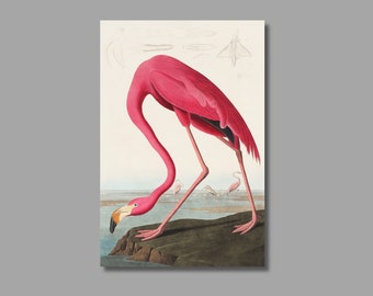 May include: A pink flamingo standing on a rock with its head bent down, drinking water. Two other flamingos are in the background.