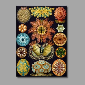Ernst Haeckel Ascidiae Art Print,Ernst Haeckel Sea Squirts, Ernst Haeckel Canvas Wall Art, Canvas Poster & Canvas Panel, Wall Decor2