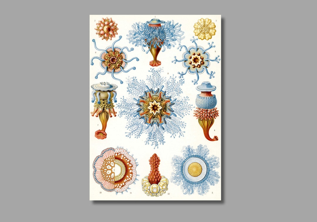 Ernst Haeckel Siphonophorae Art Print,kunstformen Der Natur, Ernst