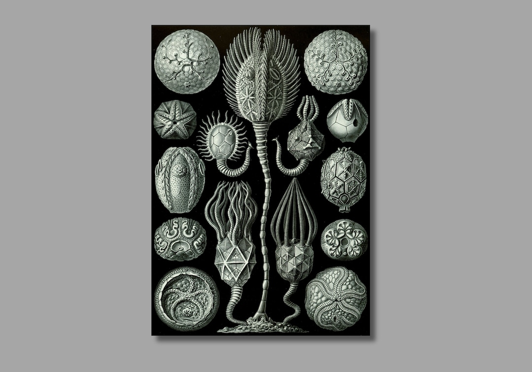 Ernst Haeckel Cystoidea ; Callocystis Art Print,kunstformen Der Natur