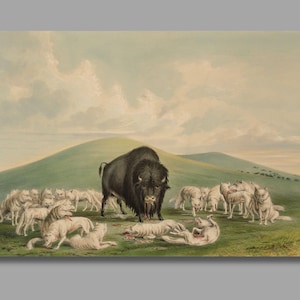 Può includere: Un'antica stampa raffigura un bisonte circondato da un branco di lupi su una collina erbosa. Il bisonte è scuro e i lupi sono di colore chiaro. Il cielo è azzurro pallido con nuvole soffici, creando una scena naturalistica.