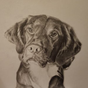 Hand Drawn Custom Graphite Pet Portrait
