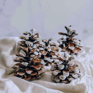 May include: A collection of five natural brown pinecones arranged together. Each pinecone features distinct woody scales with white-tipped edges, creating a textured appearance. The pinecones are grouped closely, showcasing their organic shapes and varied sizes.