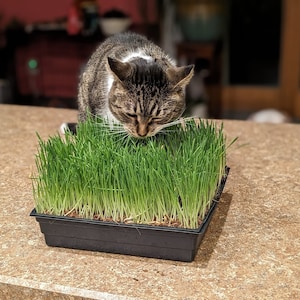 May include: A tabby cat with white markings is eating from a black plastic tray of green grass. The cat is looking down at the grass and has its tongue out.