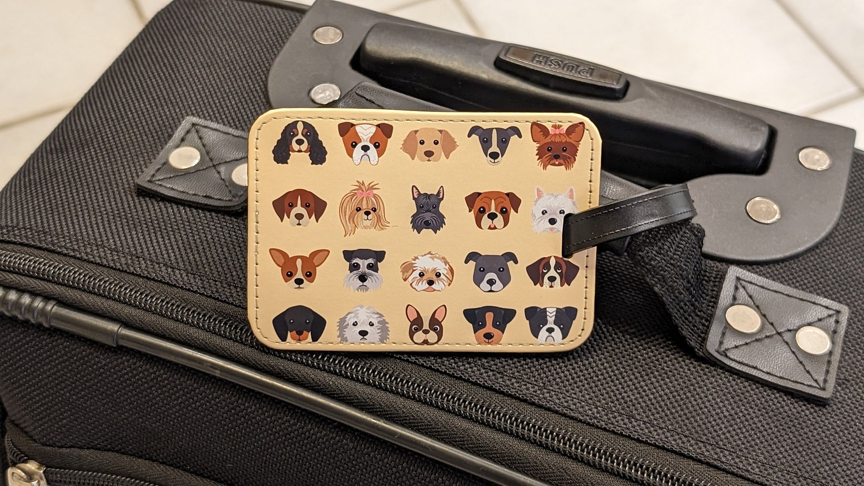 Funny Young Dog Tourist, Lying Inside a Broken and Discarded Luggage Suitcase, Signaling that he