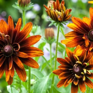 Auburn Rudbeckia Hirta Seeds Assorted, - Hardy Canada Grown perennial flower 10 seeds hardy Zone 3 - coffee or darker black eyed susan