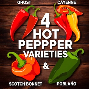 Kit de graines de piment fort 4 variétés anciennes Ghost, Scotch Bonnet, Cayenne, Poblano - Cadeau pour jardiniers et amateurs d'épices + gants + carte de recettes