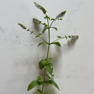 Nana Mint Seeds - Etsy Canada