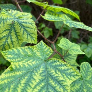 May include: A cluster of broad, palmately lobed leaves with serrated edges. The foliage displays a distinct pattern of dark green veins contrasting against a bright yellow-green leaf blade, attached to thin, reddish-brown woody stems.