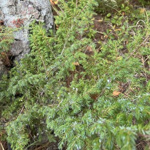 May include: A close-up shot of a green juniper shrub with needle-like leaves and small, pale blue berries. The shrub is growing near a large, textured rock and surrounded by other plants and foliage. The image is taken outdoors in natural light.