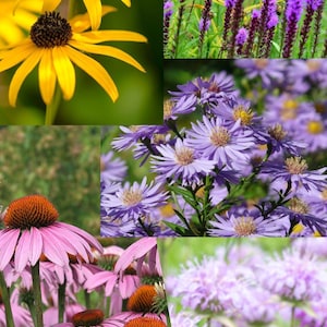 May include: A vibrant collage featuring diverse flowers. The image showcases close-ups of yellow coneflowers, purple liatris, lavender asters, pink coneflowers, and light purple bee balm flowers, all in full bloom.