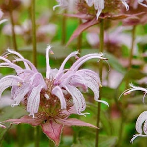 Bradbury&#39;s Bee Balm Flower Seeds - Pink Bee Balm - Canadian grown hardy perennial - Monarda bradburiana, Oswego Tea - spotted bee balm