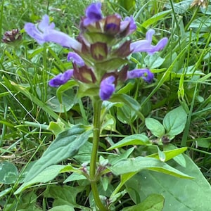 Graines de brunelle commune (Prunella vulgaris), plante sauvage indigène du Canada, couvre-sol mellifère, vivace rustique en zone 3