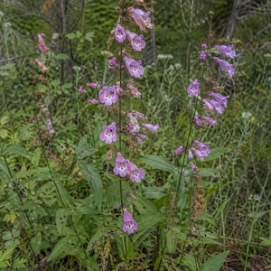 Peut inclure: Des tiges hautes de fleurs Penstemon présentant des fleurs tubulaires en forme de cloche dans des tons de violet clair et de lavande avec des gorges blanches. Les plantes ont des tiges vertes fines et des feuilles lancéolées, poussant parmi un feuillage vert.