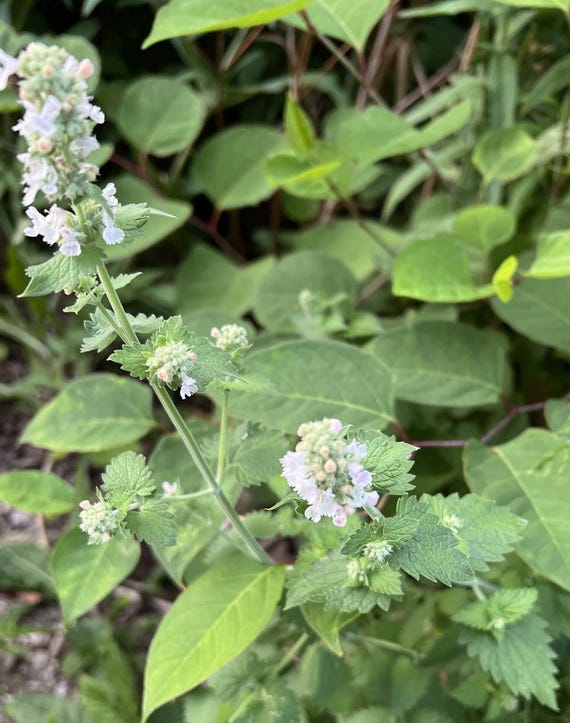 1000+ CATNIP SEEDS | PERENNIAL | catmints | NON-GMO | HERB