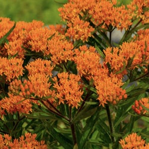 May include: A close-up of a cluster of orange butterfly weed flowers in bloom. The flowers are arranged in clusters and have a star-shaped appearance. The plant has green leaves and stems.