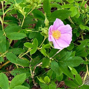 Wild Rose Seeds - Qty 20 - Hardy Canada Grown perennial flower - wildflower - Pink Swamp Rose Rosa palustris, Marsh Rose - Ontario Native