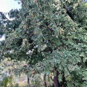 Eastern White Cedar Seeds - Hardy Canadian wild grown native tree Northern white-cedar, Thuja occidentalis, swamp cedar, arborvitae