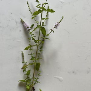 Strawberry Mint Seeds: Canadian Grown Herb, Fresh 2025