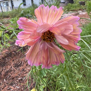 May include: A cosmos flower with multi-layered, ruffled petals in shades of soft pink, peach, and yellow. The centre features a dense, dark orange, textured disk. The flower is surrounded by thin, feathery, bright green foliage on a slender stem.