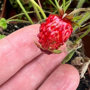 May include: A small, bright red wild strawberry with a textured, bumpy surface and tiny yellow seeds. The fruit is attached to a thin green stem with small, pointed green sepals at the base, surrounded by green leaves and dark soil in a container.