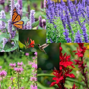 May include: A collage featuring a monarch butterfly on purple flowers, vibrant blue salvia spikes, a hummingbird feeding on red blossoms, pink bee balm flowers, and tall red cardinal flowers, showcasing diverse garden wildlife and flora.
