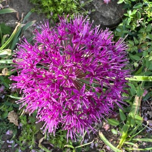 Purple Globe Allium Seeds, fleur vivace canadienne rustique - papillon, fleurs sauvages ou jardin de cottage