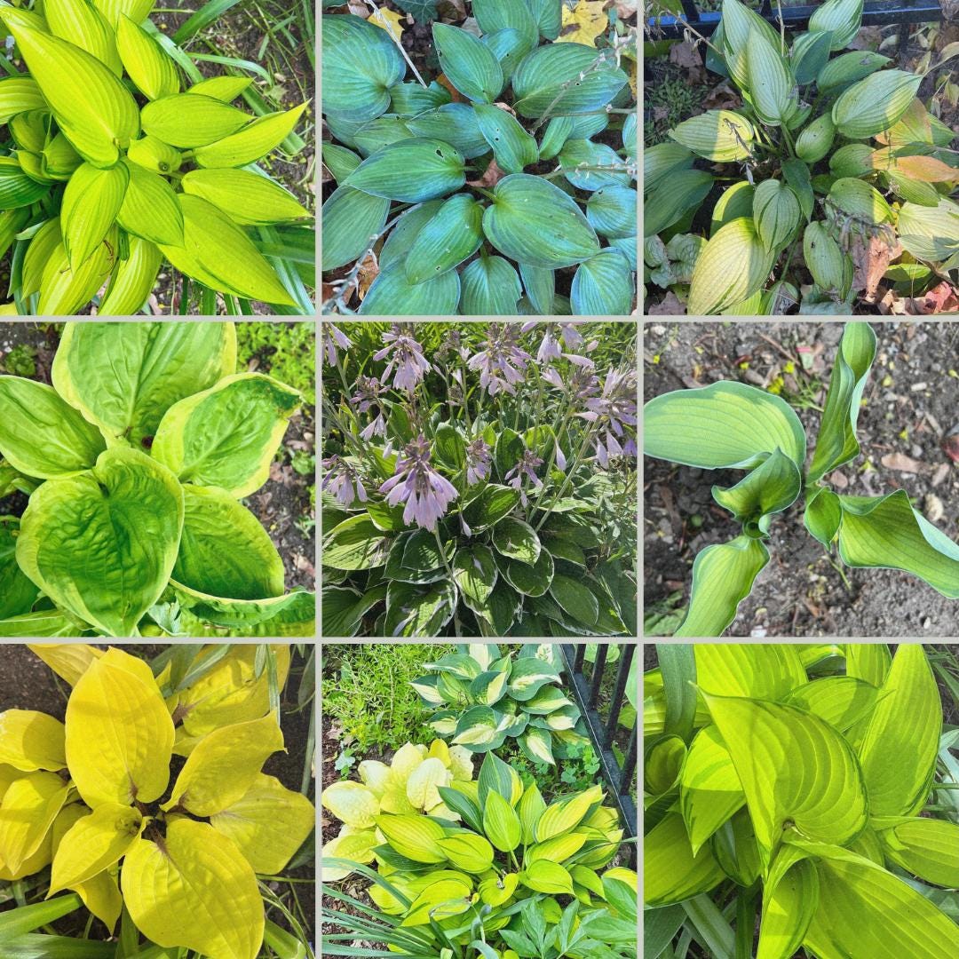 Canadian Hosta Seeds 40+ Hardy Perennials, Shade Garden, Hand-harvested ...