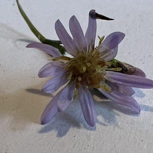 May include: A single, delicate purple flower with a brown centre. The flower is lying on a white surface.