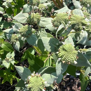 May include: A detailed view of a plant featuring large, pale green leaves and numerous clusters of small, textured, green flower heads. The flowers display small white and purple details. The plant is set in a garden, with other green foliage in the background.