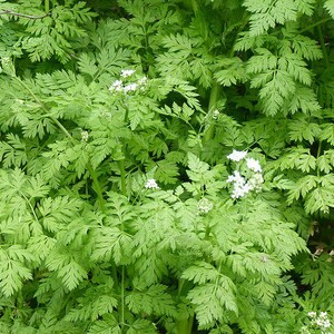 May include: A close-up shot of a verdant green plant with finely divided, fern-like leaves. Small clusters of white flowers are interspersed among the foliage. The plant's leaves have a textured appearance, creating a detailed, lush display.