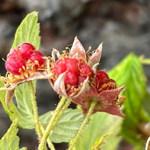 May include: Three bright red, segmented berries cluster together on thin, green, hairy stems. Each berry is surrounded by pointed, light green and reddish sepals. Several serrated, light green leaves extend from the stems behind the fruit.