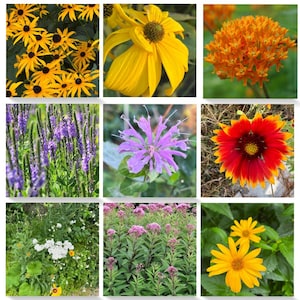Collection de graines de fleurs sauvages indigènes du Canada - Vivaces adaptées aux pollinisateurs - 9 paquets individuels